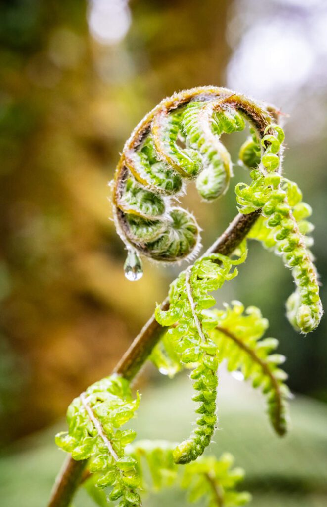 Fern Photo County Kerry