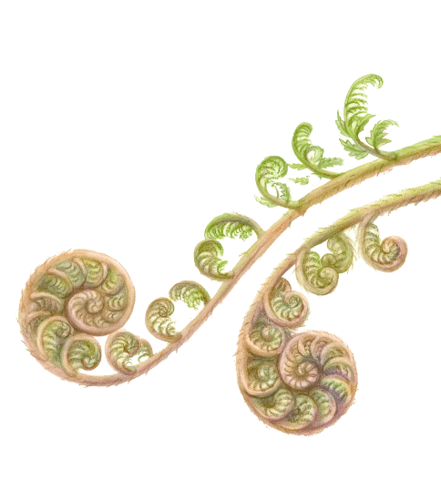 Fern graphic