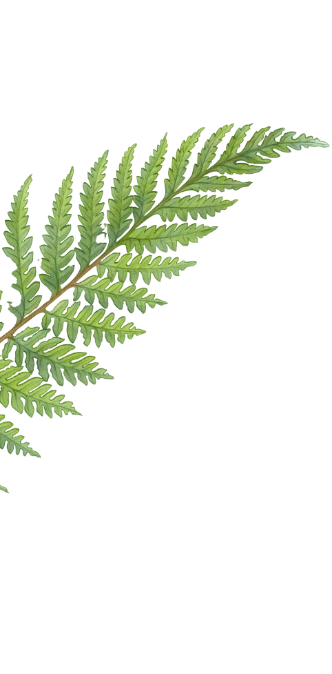 Ferns 2