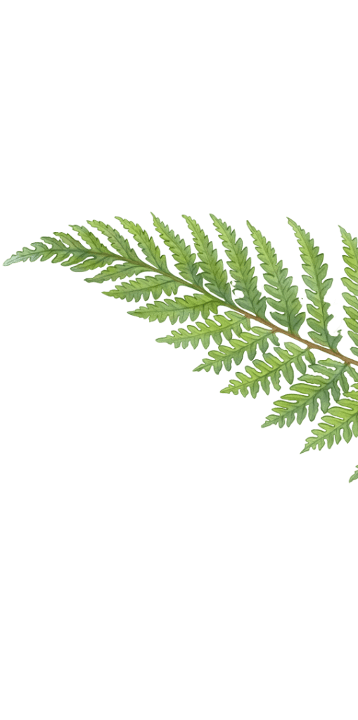 Ferns 3