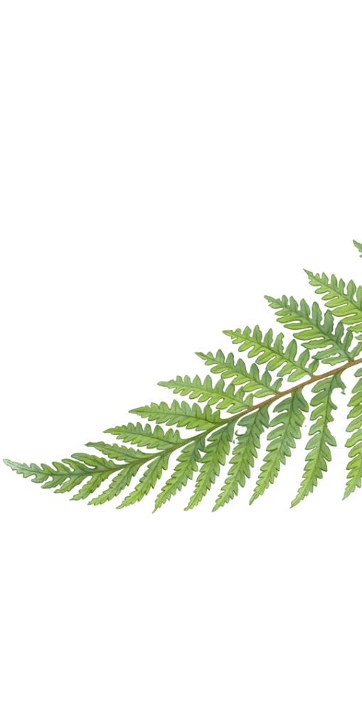 Ferns 4