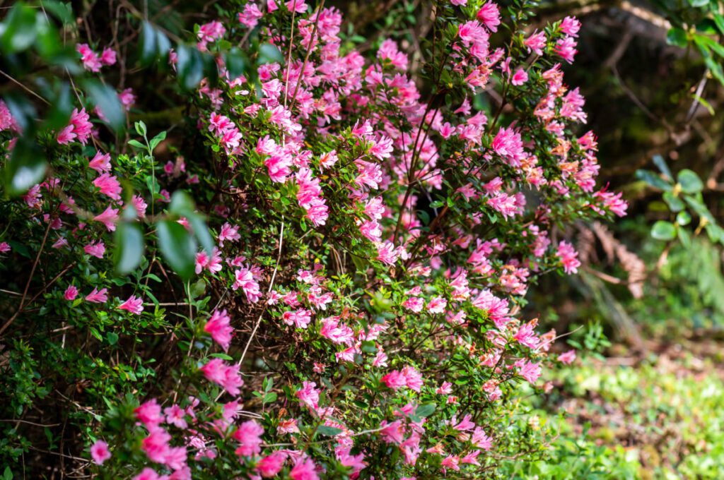 Kells Bay Flowers