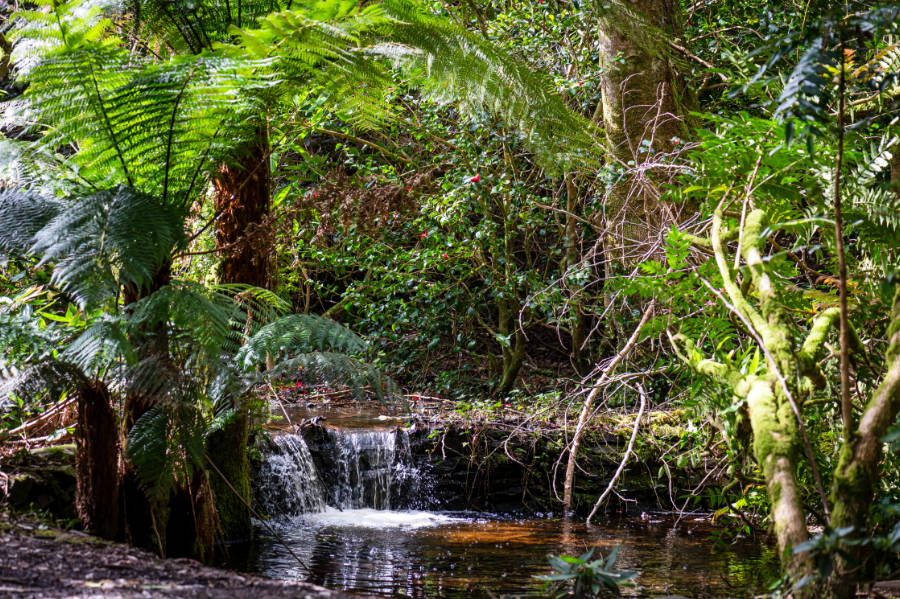 The Gunnera Pool