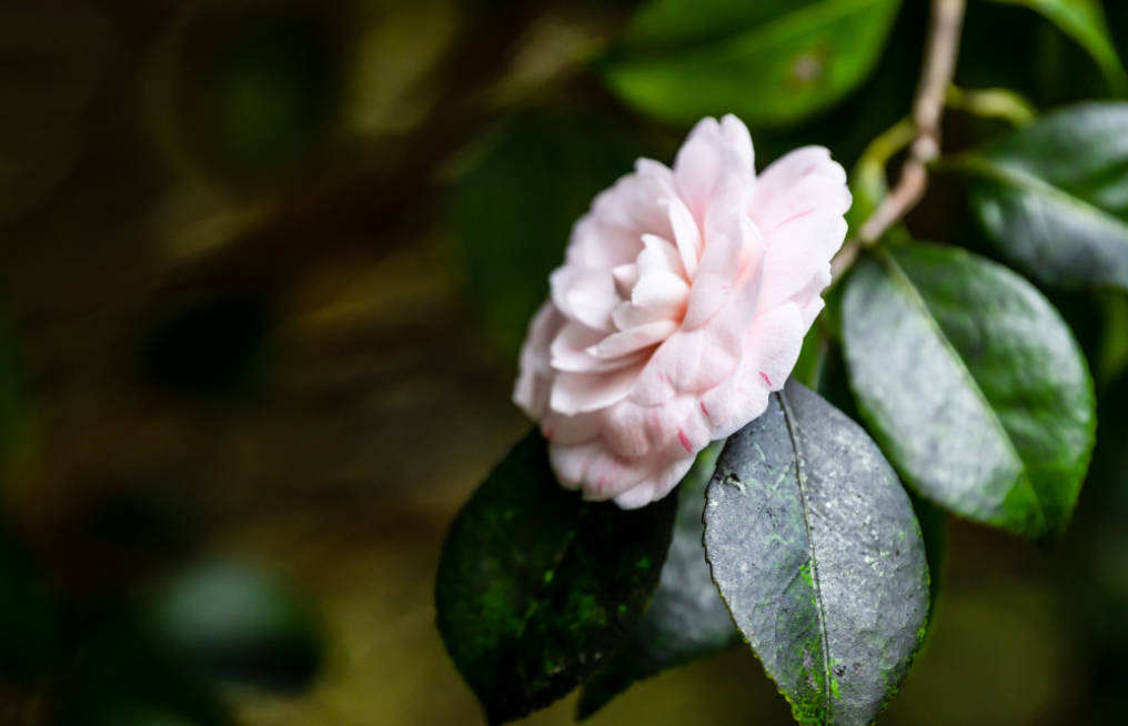 Botanical Kells Bay Co Kerry