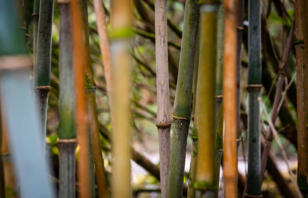 The Bamboo Glade Kells Bay