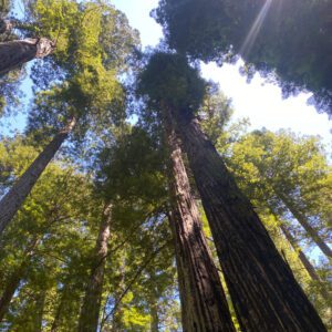 Trees and Conifers