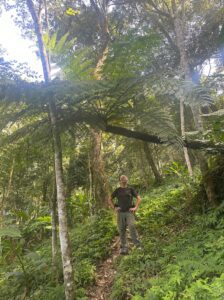 Ferns in the forest