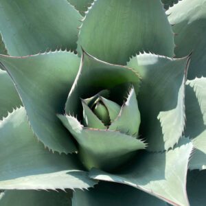 Succulents, Cordylines & Other Exotics