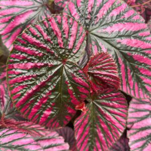 Begonia, Impatiens and Rhizomatous