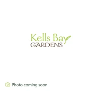 Kells Bay Product Image Coming Soon