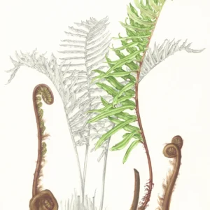 Susan Sex 'Blechnum chilense'