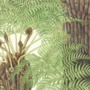 Susan Sex Cyathea australis