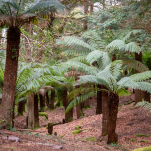 Tree Ferns